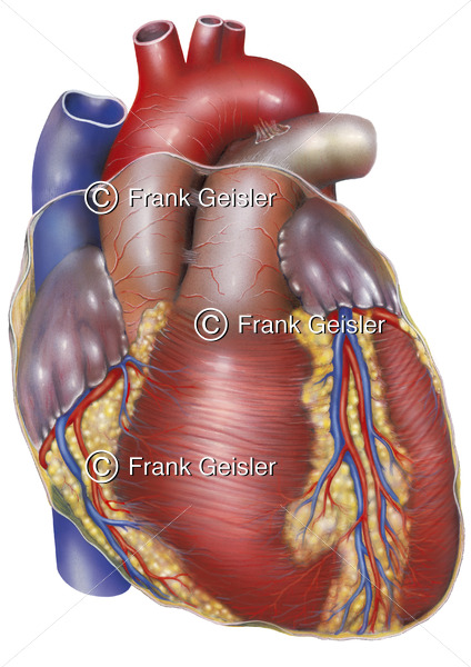 Anatomie Herz, Vorderfläche des Herzens mit Koronargefäße - Medical Pictures