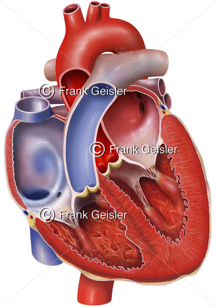 Anatomie Herz, Vorhöfe (Atrien) und Herzkammern (Ventrikel) mit Herzklappen - Medical Pictures