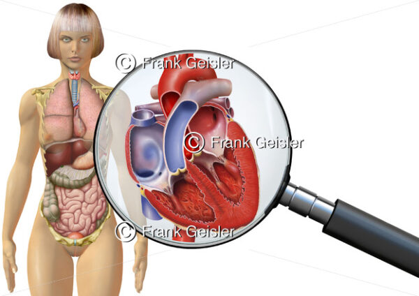 Anatomie Herz der Frau, innere Organe im menschlichen Körper - Medical Pictures