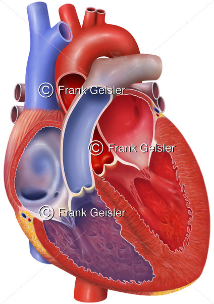 Anatomie Herz eines alten Mannes mit Atrium, Herzklappen, Ventrikel, Hohlvene, Aorta, Lungenarterie und Lungenvene - Medical Pictures