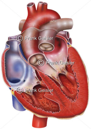 Anatomie Herz, eröffnetes Herz mit Vorhöfe (Atrien) und Herzkammern (Ventrikel) - Medical Pictures