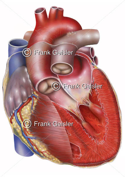 Anatomie Herz, linker Vorhof (Atrium) und linke Herzkammer (Ventrikel) eröffnet - Medical Pictures