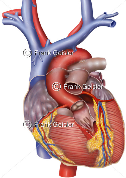 Anatomie Herz mit Aortenklappe Valva aortae und Koronargefäße - Medical Pictures