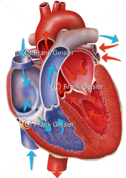Anatomie Herz mit Fließrichtung Blutstrom, Atrien und Ventrikel mit Herzklappen - Medical Pictures