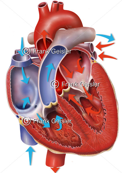 Anatomie Herz mit Fließrichtung Blutstrom, Vorhöfe und Herzkammern mit Herzklappen - Medical Pictures