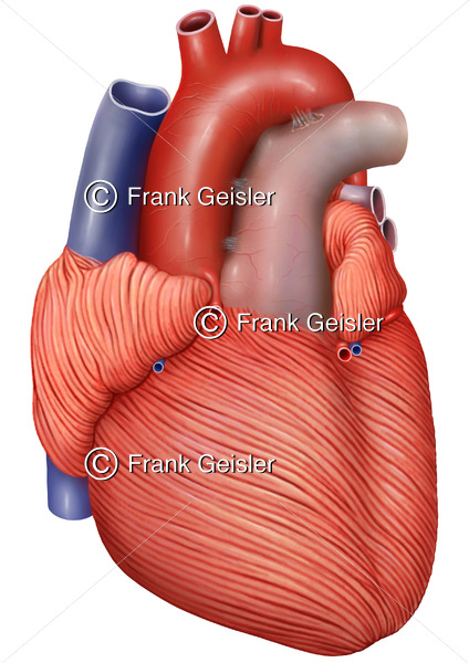 Anatomie Herz mit Herzmuskulatur (Myokard) - Medical Pictures