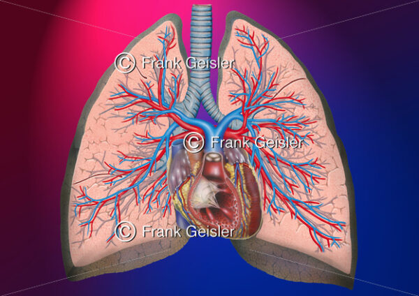 Anatomie Herz und Lungen mit Bronchien und Lungengefäße - Medical Pictures