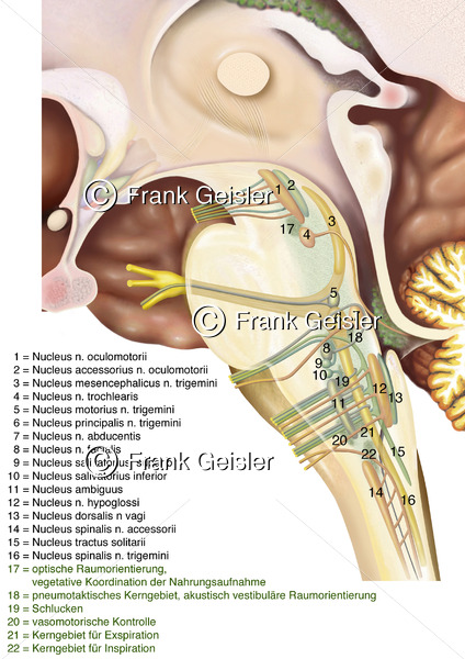 Anatomie Hirnstamm Truncus encephali mit Kerne Kerngebiete der Formatio reticularis - Medical Pictures