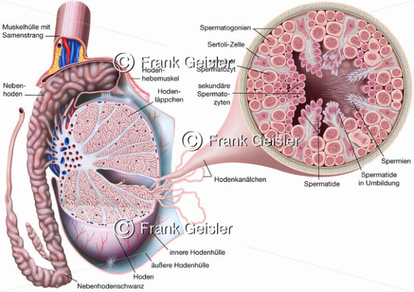 Anatomie Hoden mit Samenkanälchen und Nebenhoden - Medical Pictures