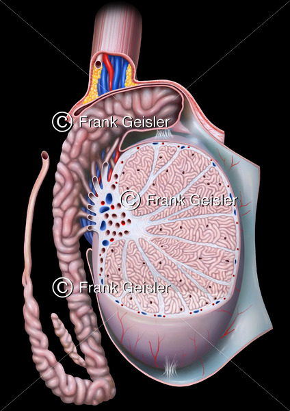 Anatomie Hoden und Nebenhoden mit Hodenkanälchen - Medical Pictures