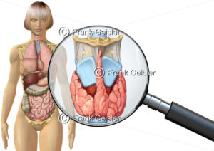 Anatomie Kehlkopf mit Schilddrüse der Frau, innere Organe im menschlichen Körper - Medical Pictures