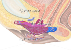 Anatomie Kitzler der Frau, Physiologie Erregung Klitoris weibliche Prostata - Medical Pictures
