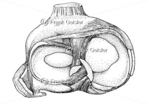 Anatomie Knie, Kniegelenk mit Menisken - Medical Pictures