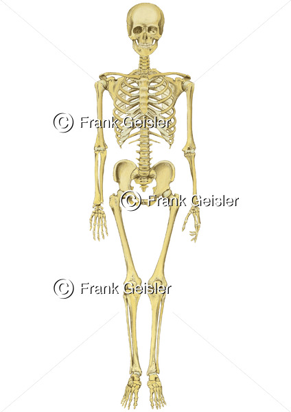 Anatomie Knochen im Skelett, Knochenskelett mit Schädel, Achsenskelett und Extremitätenskelett - Medical Pictures