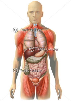 Anatomie Körper Mann, Muskeln mit Brustorgane und Bauchorgane - Medical Pictures