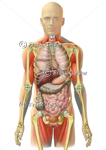 Anatomie Körper Mann, Rumpf mit Skelett, Brustorgane und Bauchorgane - Medical Pictures