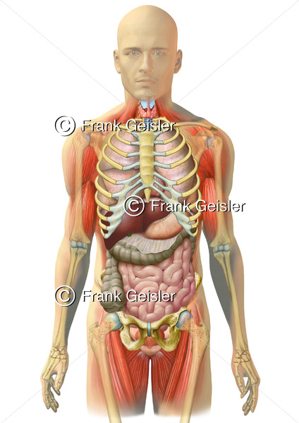 Anatomie Körper Mann, Rumpf und Skelett mit Organe in Brust und Bauch - Medical Pictures