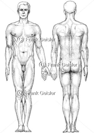 Anatomie Körperoberfläche beim Mann - Medical Pictures