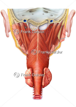 Anatomie Kopf und Hals, Muskulatur des Pharynx von dorsal - Medical Pictures