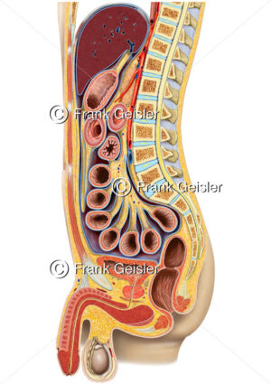 Anatomie Längsschnitt Organe beim Mann mit Bauchfell Peritoneum - Medical Pictures