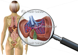 Anatomie Leber, Gallenblase und Lebergefäße der Frau, innere Organe im menschlichen Körper - Medical Pictures