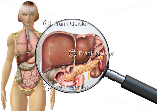 Anatomie Leber und Bauchorgane der Frau, innere Organe im menschlichen Körper - Medical Pictures