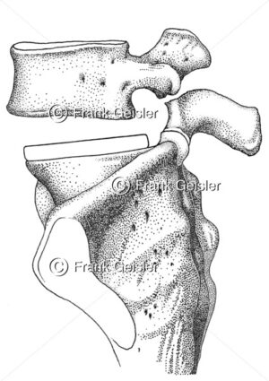 Anatomie Lendenwirbel mit Bandscheibe und Kreuzbein - Medical Pictures