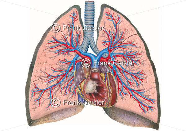 Anatomie Lunge, Schnitt durch Lungen mit Bronchien, Herz und Lungengefäße - Medical Pictures