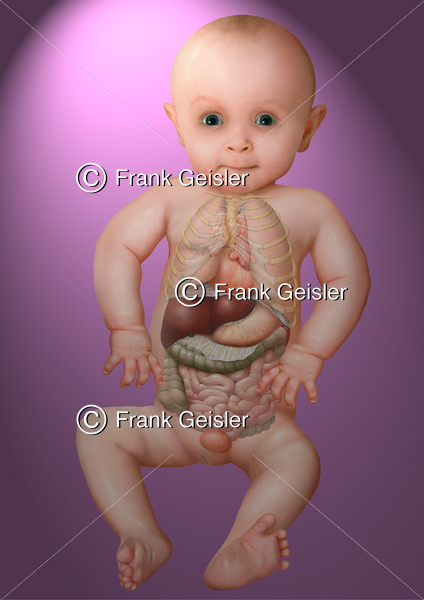 Anatomie Mädchen, Thorax und Abdomen mit innere Organe beim Kleinkind (Säugling, Baby) - Medical Pictures