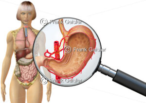 Anatomie Magen der Frau, innere Organe im menschlichen Körper - Medical Pictures