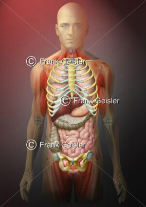 Anatomie Mensch, Mann mit innere Organe von ventral - Medical Pictures