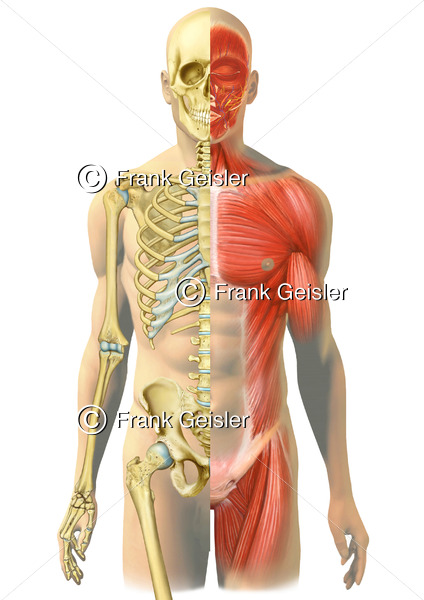 Anatomie Mensch, Skelett und Skelettmuskulatur - Medical Pictures
