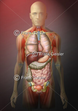 Anatomie Mensch, Thorax und Abdomen mit innere Organe des Menschen - Medical Pictures