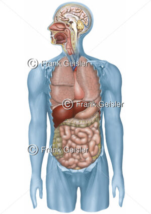 Anatomie Mensch, innere Organe beim Mann von ventral - Medical Pictures