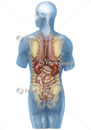 Anatomie Mensch, innere Organe des Menschen von hinten - Medical Pictures