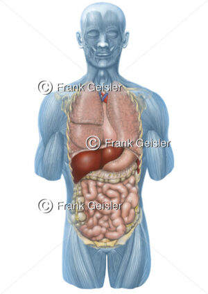 Anatomie Mensch, innere Organe des Menschen von vorn - Medical Pictures