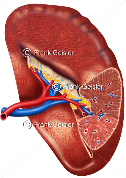 Anatomie Milz (Splen, Lien), angeschnitten mit Arterien und Venen - Medical Pictures