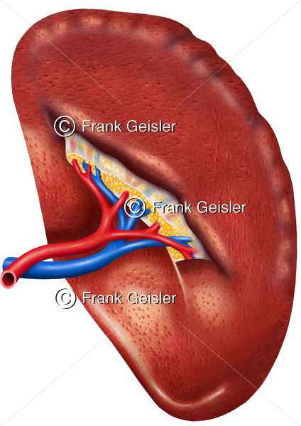 Anatomie Milz (Splen, Lien) mit Arterien und Venen - Medical Pictures