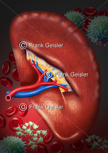 Anatomie Milz (Splen, Lien) mit Blutzellen - Medical Pictures