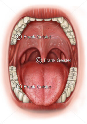 Anatomie Mund mit Gebiss, Zunge, Zäpfchen und Mandeln im Rachen - Medical Pictures