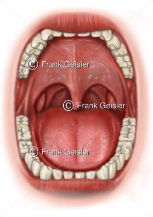 Anatomie Mund mit Zähne, Zunge, Zäpfchen und Mandeln im Rachen - Medical Pictures