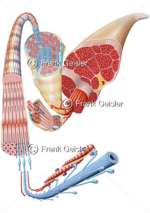 Anatomie Muskel, Muskelaufbau Muskelstruktur Muskelgewebe mit Muskelfasern und Muskelzellen - Medical Pictures