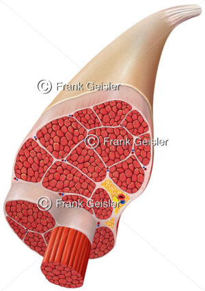Anatomie Muskelaufbau, Muskelgewebe mit Muskelfasern und Faszien Muskelfaszien - Medical Pictures