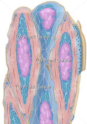Anatomie Muskelgewebe, Muskelzellen der glatten Muskulatur - Medical Pictures