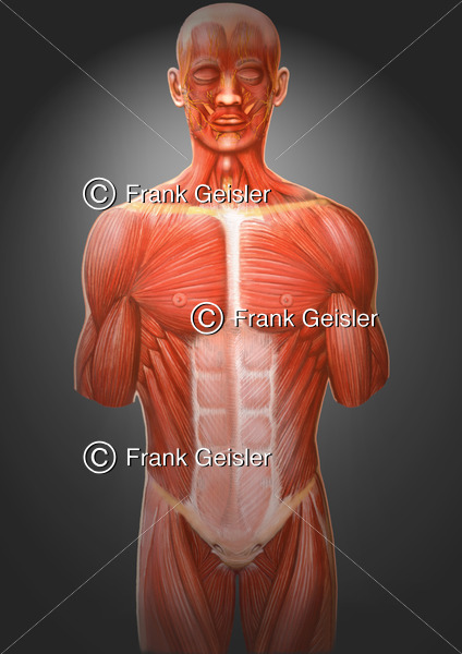 Anatomie Muskeln Mensch, oberflächliche Muskulatur von ventral - Medical Pictures
