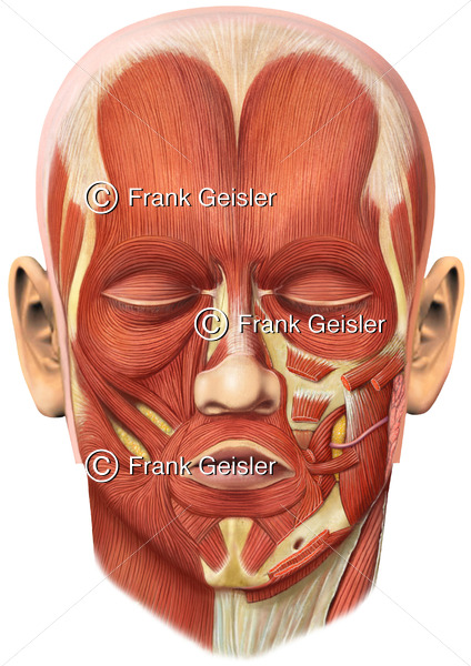 Anatomie Muskeln der Gesichtsmuskulatur, Gesichtsmuskeln, mimische Muskulatur - Medical Pictures