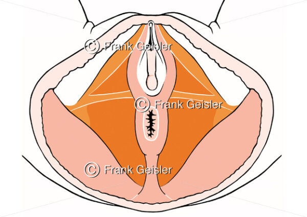 Anatomie Muskulatur Beckenboden, Muskeln für Beckenbodengymnastik der Frau - Medical Pictures