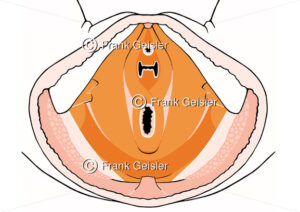 Anatomie Muskulatur Beckenboden, Muskeln für Beckenbodentraining der Frau - Medical Pictures