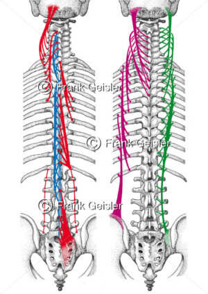 Anatomie Muskulatur Mensch, Schema autochthone Rückenmuskulatur mit Wirbelsäule und Rippen - Medical Pictures