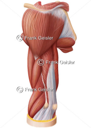 Anatomie Muskulatur Oberarm von hinten, Deltamuskel und Oberarmmuskeln mit Bizeps, Trizeps - Medical Pictures